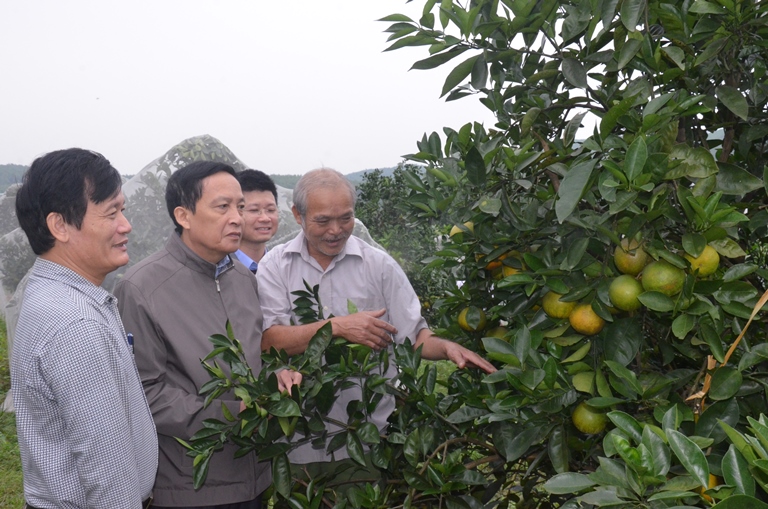 Hà Tĩnh: Liên kết trong sản xuất cam, bưởi
