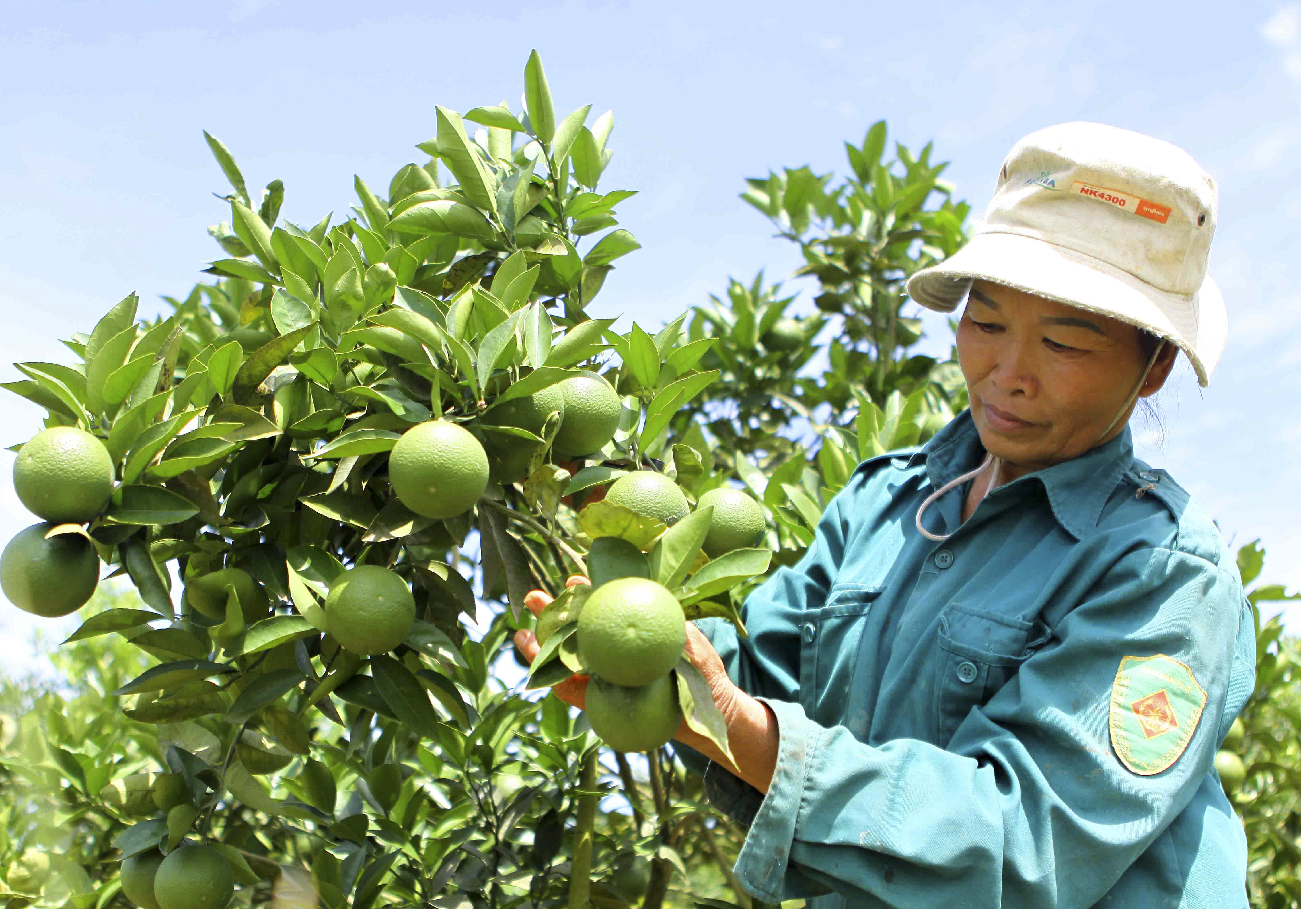 Một số tiến bộ kỹ thuật ứng dụng trong sản xuất cây ăn quả có múi (Kỳ 1)