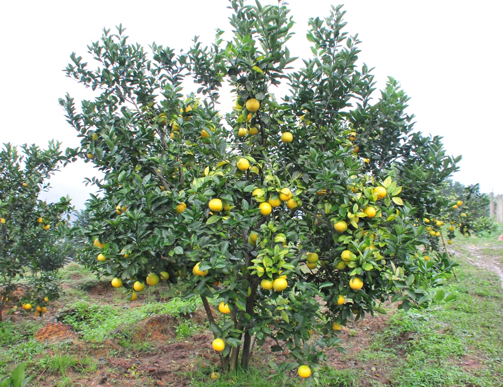 Một số tiến bộ kỹ thuật ứng dụng trong sản xuất cây ăn quả có múi (Kỳ 2)