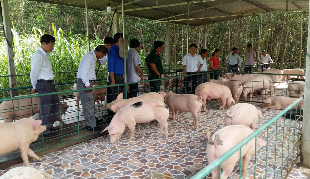 Quảng Ngãi: Hiệu quả từ mô hình nuôi lợn bằng thảo dược