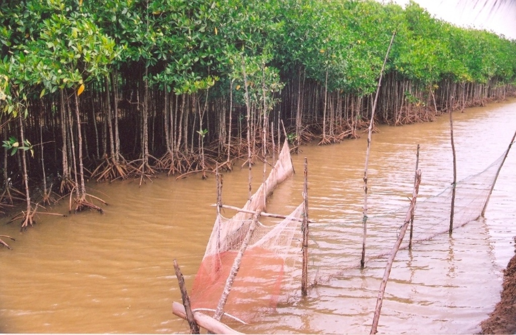 Kỹ thuật sản xuất nông, lâm, ngư nghiệp kết hợp trong khu vực rừng ven biển