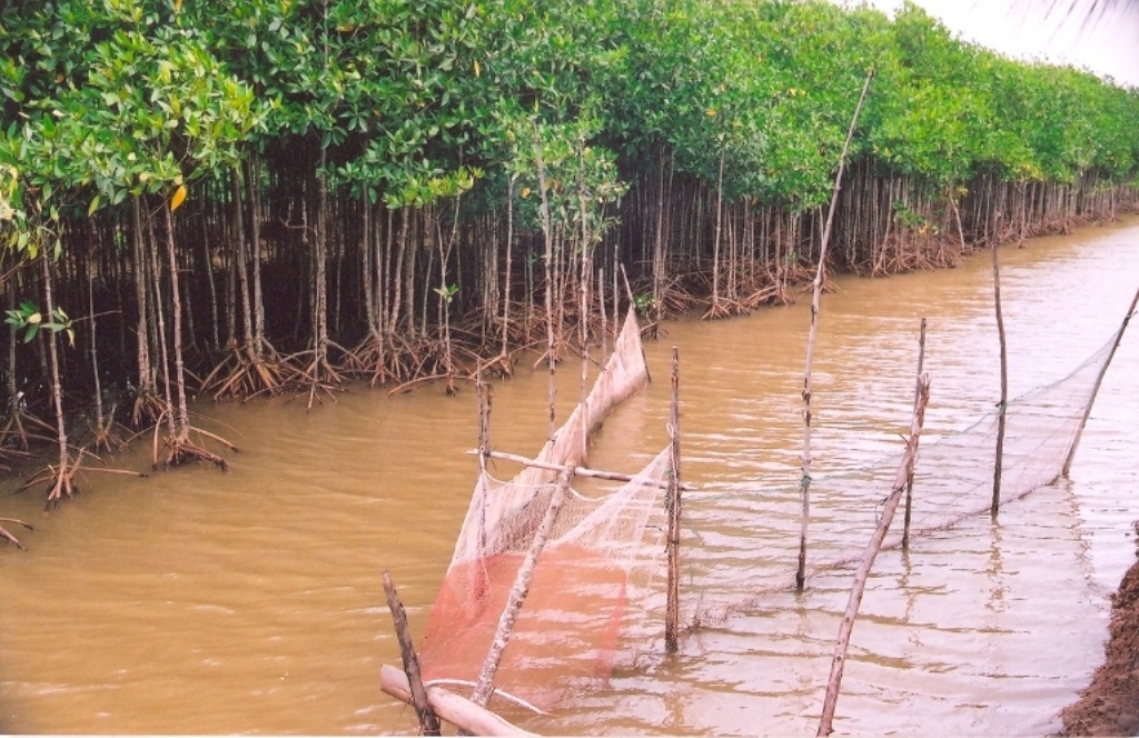Kỹ thuật sản xuất nông, lâm, ngư nghiệp kết hợp trong khu vực rừng ven biển Kỹ thuật sản xuất nông, lâm, ngư nghiệp kết hợp trong khu vực rừng ven biển