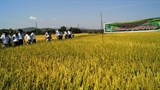 Quảng Ngãi: Liên kết sản xuất và tiêu thụ hạt giống lúa
