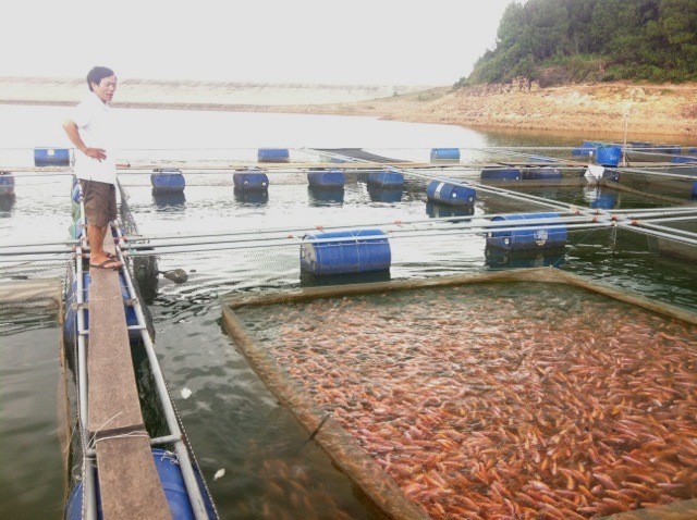 Hà Tĩnh: Lão nông quyết tâm theo nghề nuôi cá điêu hồng bằng lồng trên hồ chứa nước