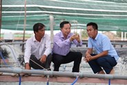 Giải pháp nuôi tôm sú, tôm thẻ đạt hiệu quả cao và bền vững vùng Đồng bằng sông Cửu Long