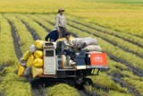 Bạc Liêu sẵn sàng phương án hỗ trợ thu hoạch, tiêu thụ lúa