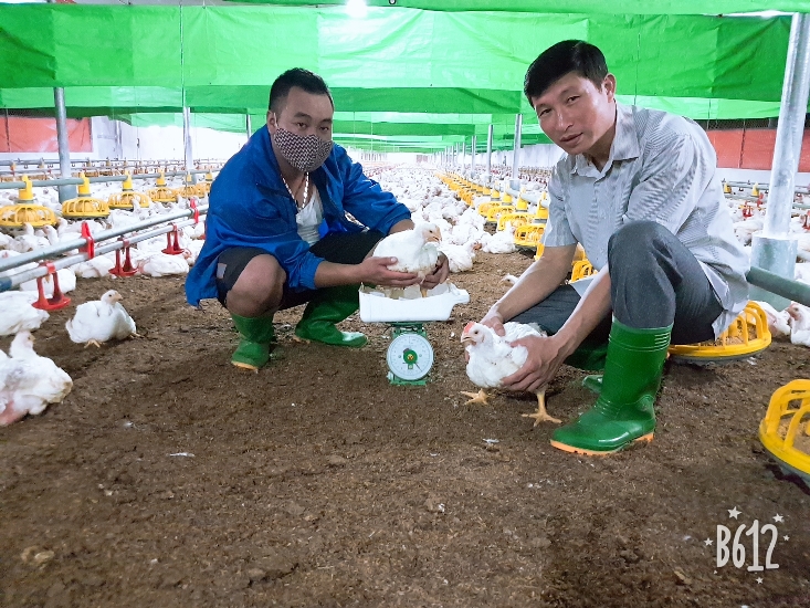 Phú Thọ: Làm giàu từ kinh tế trang trại tổng hợp
