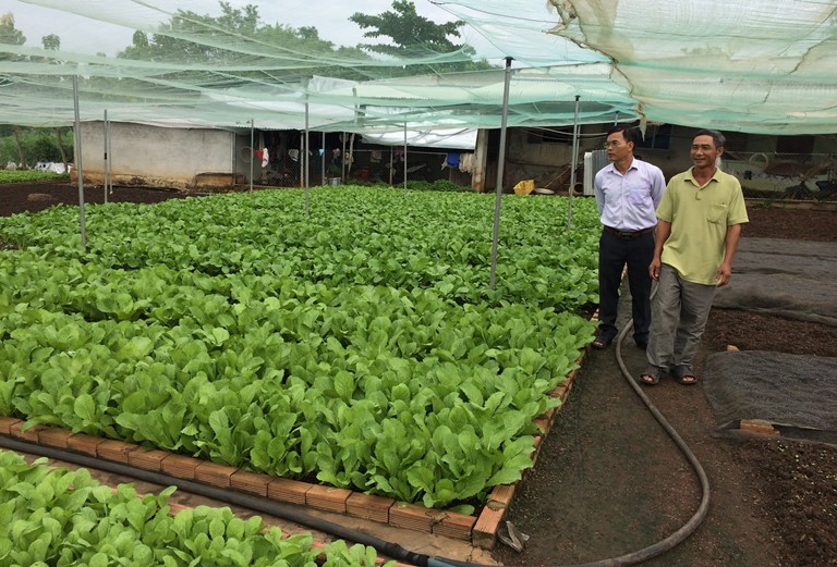 Bình Phước: Thu nhập 300 triệu đồng/năm nhờ trồng rau an toàn