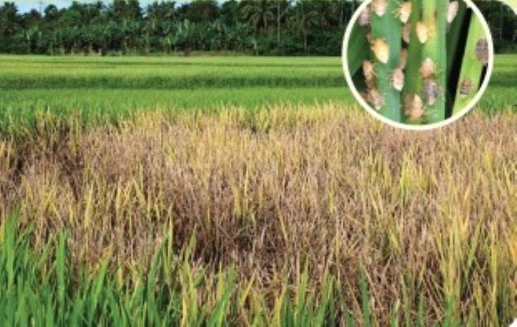 Quy trình quản lý tính kháng thuốc bảo vệ thực vật của rầy nâu, rầy lưng trắng hại lúa