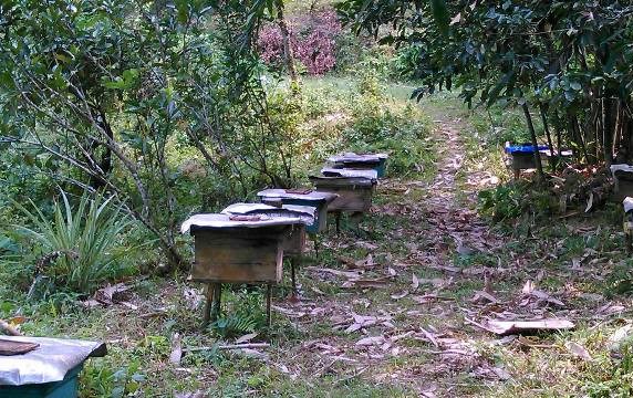 Hà Tĩnh: Phát triển nghề nuôi ong lấy mật tại xã Sơn Lâm
