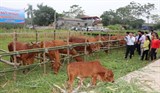 Hội nghị sơ kết dự án khuyến nông chăn nuôi