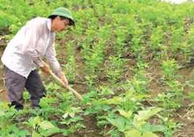 Kỹ thuật trồng và chăm sóc đậu tương đông