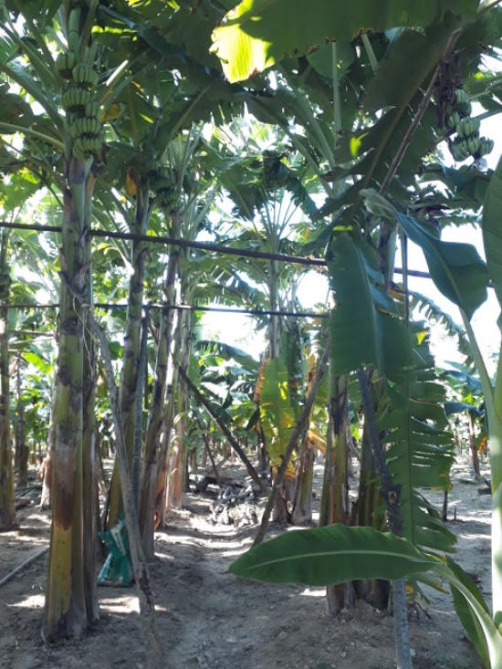 Hà Tĩnh: Vườn chuối cây mô cho “quả ngọt”