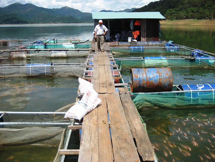 Kỹ thuật nuôi cá lăng nha thương phẩm trong lồng trên hồ chứa thủy lợi tại Bình Định
