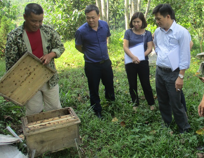 Yên Bái: Hiệu quả bước đầu từ mô hình nuôi ong nội chất lượng cao trong nông hộ