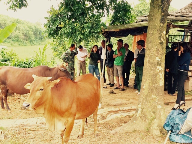 Hiệu quả dự án “Cải tạo chất lượng đàn bò địa phương bằng kỹ thuật thụ tinh nhân tạo” tại Thái Nguyên