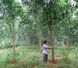 Thanh Hóa: Kết quả dự án xây dựng và phát triển mô hình áp dụng đồng bộ các tiến bộ kỹ thuật trồng rừng gỗ lớn mọc nhanh 