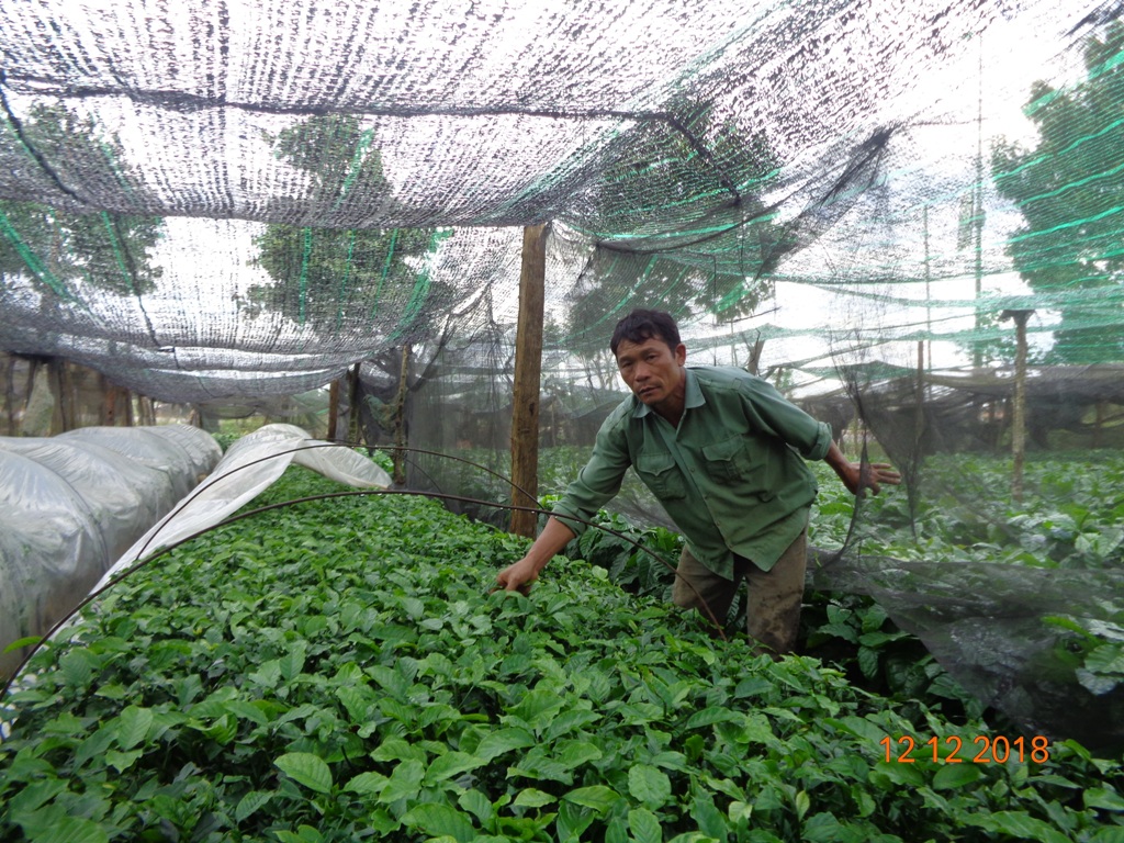 Lâm Đồng: Chủ nhiệm Tổ hợp tác Cựu chiến binh thành công trong sản xuất cây giống