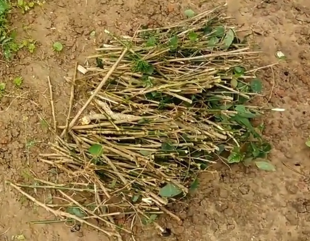 Kỹ thuật trồng và chăm sóc cây rau ngót