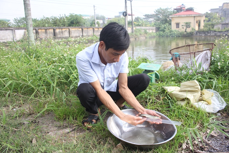 Ứng dụng tiến bộ kỹ thuật sản xuất giống cá trắm đen tại Thái Bình