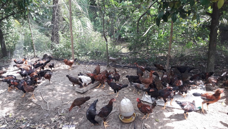 Vĩnh Long: Hiệu quả mô hình chăn nuôi gà thả vườn an toàn sinh học