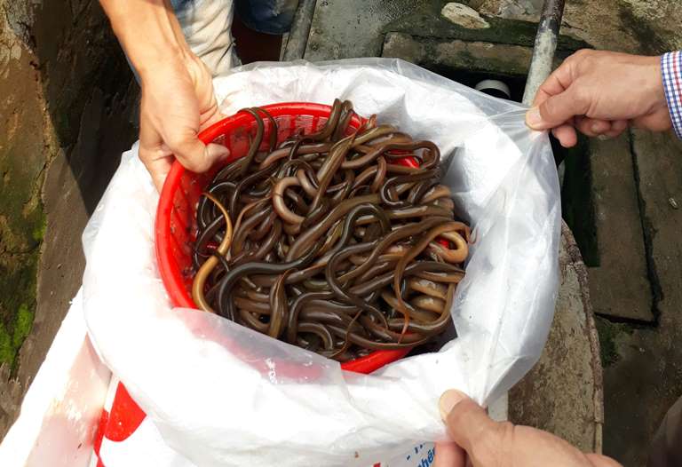 Nghệ An: Hiệu quả mô hình nuôi lươn không bùn trong bể xi măng