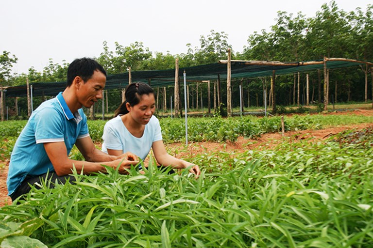 Kiên Giang: Khai giảng lớp nghề trồng rau an toàn 