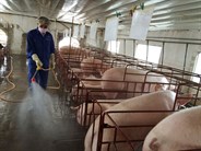 Mô hình chăn nuôi an toàn có kiểm soát dịch bệnh để hướng tới xuất khẩu