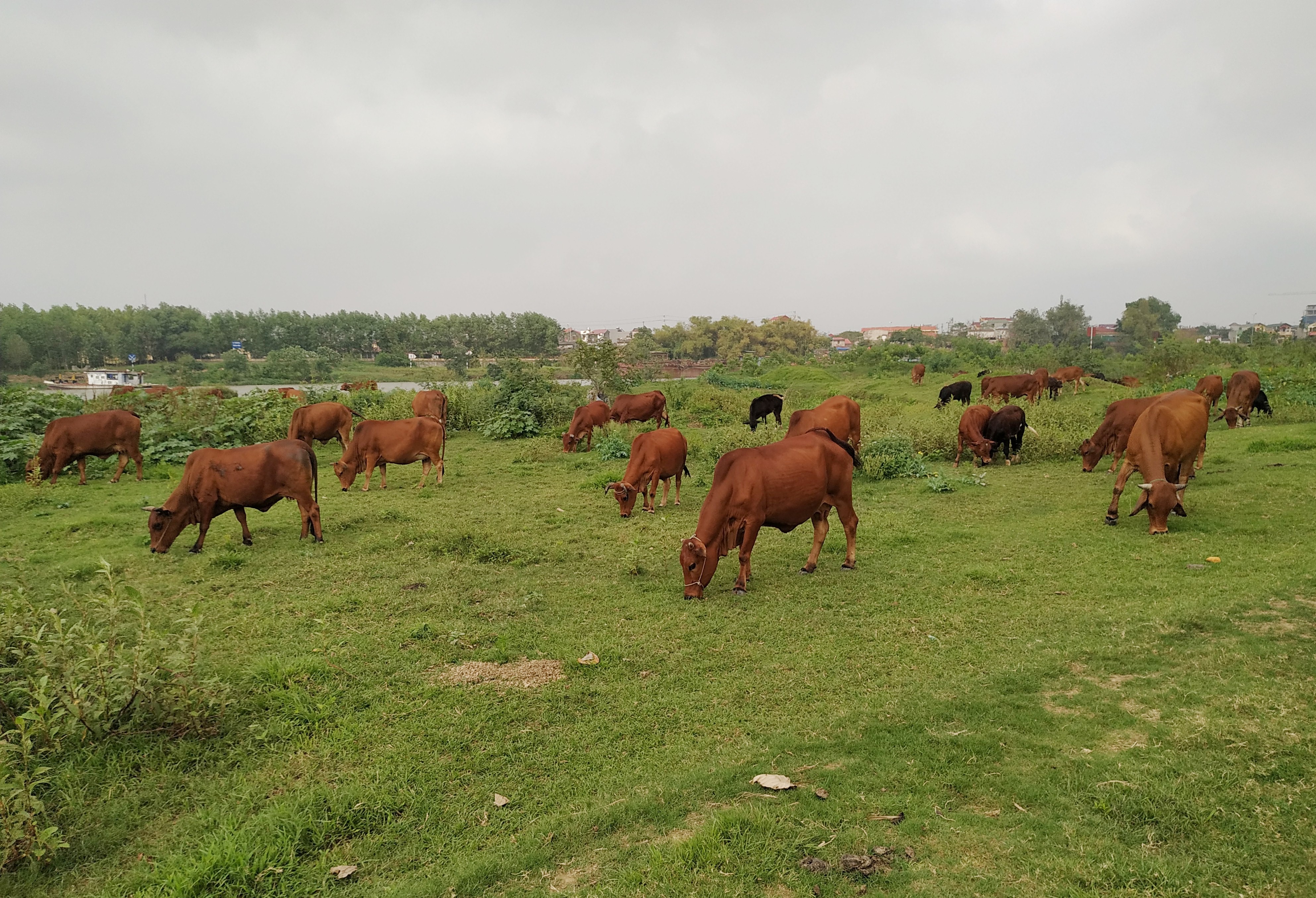 Hiệu quả mô hình chăn nuôi “có một không hai” ở Bắc Giang
