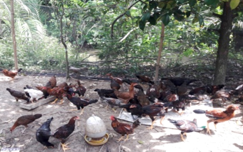 Vĩnh Long: Thực hiện mô hình chăn nuôi gà ATSH cho người dân các xã khó khăn