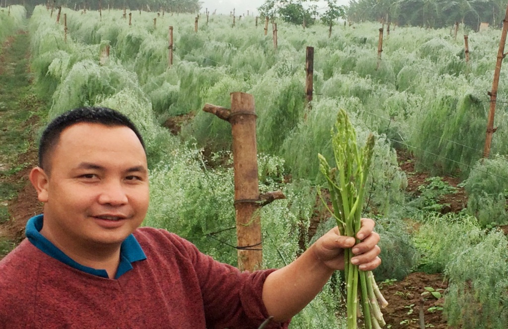 Lào Cai: Thu tiền triệu mỗi ngày từ trồng cây măng tây xanh