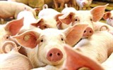 Myanamar: Hạn chế nhập khẩu lợn và các sản phẩm thịt lợn