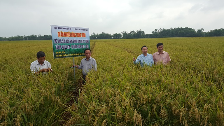 Triển vọng thực hiện dự án “Phát triển sản xuất hạt giống lúa lai F1” vụ ĐX 2018 - 2019 ở miền Trung và Tây Nguyên
