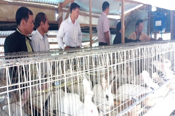 Lâm Đồng: Hiệu quả từ mô hình chăn nuôi thỏ
