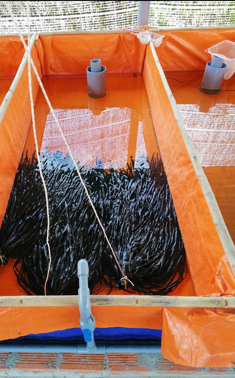 Kỹ thuật nuôi lươn thương phẩm trong bể bạt bằng con giống nhân tạo, sử dụng nước ngầm