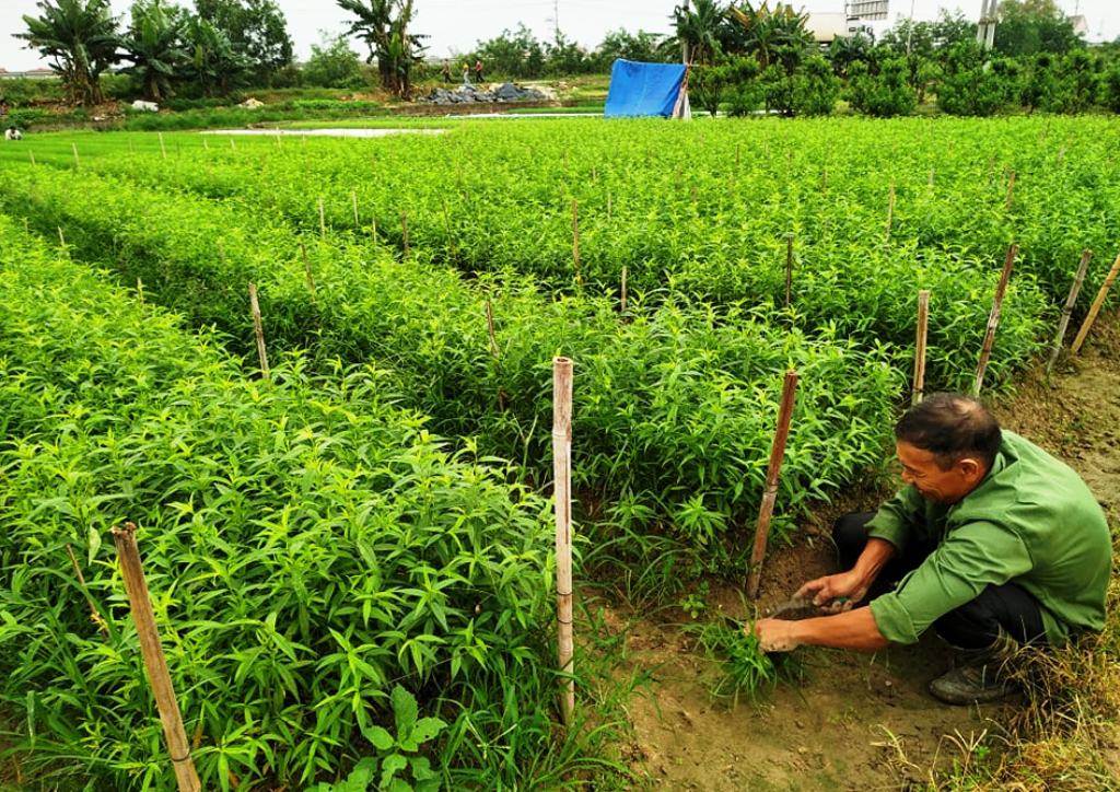 Bắc Giang: Tăng thu nhập nhờ ươm cây đào giống