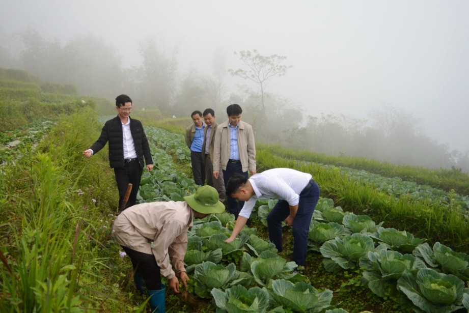 Tuyên Quang: Người Dao đổi đời từ trồng rau sạch