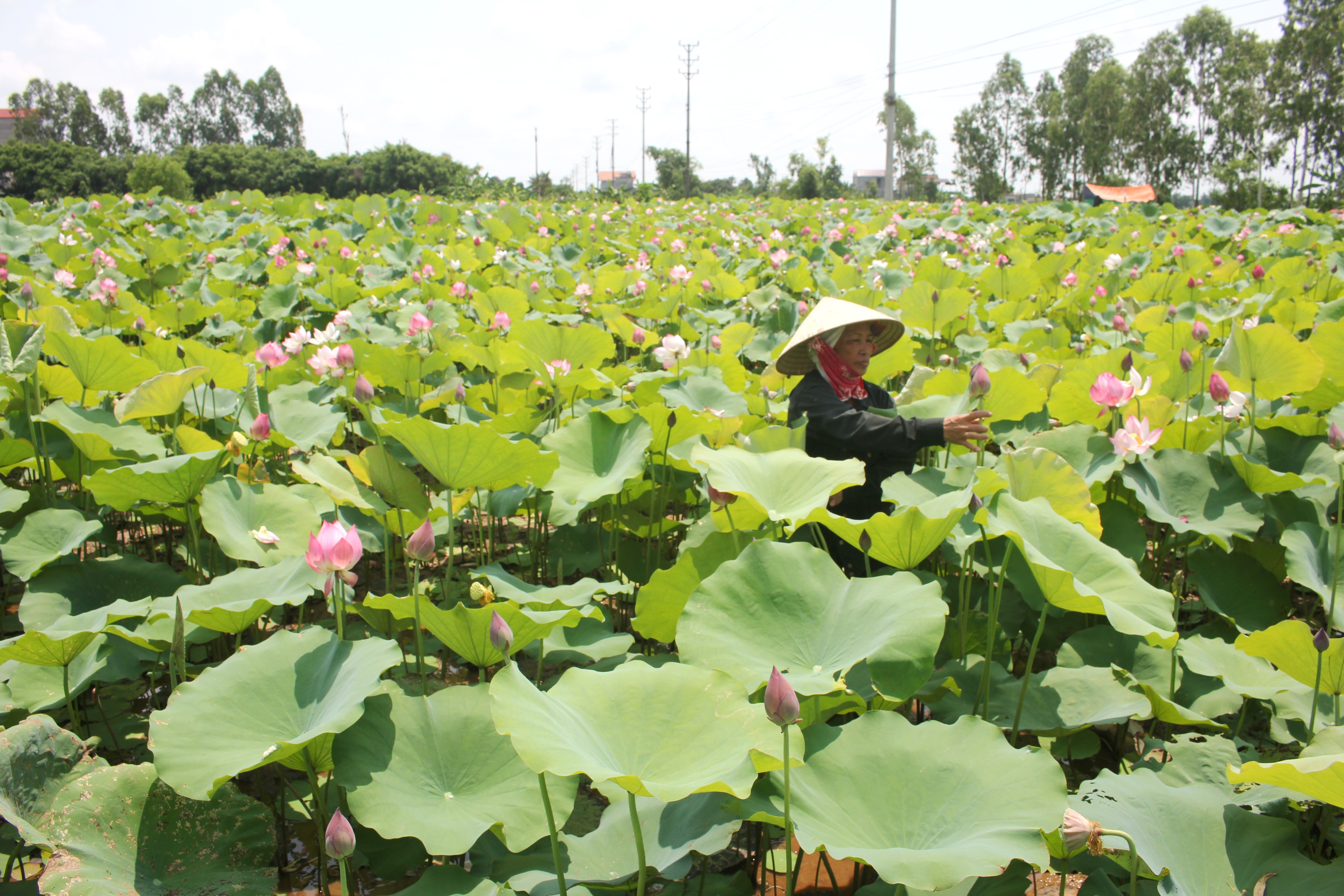Thái Bình: Làm giàu nhờ trồng sen