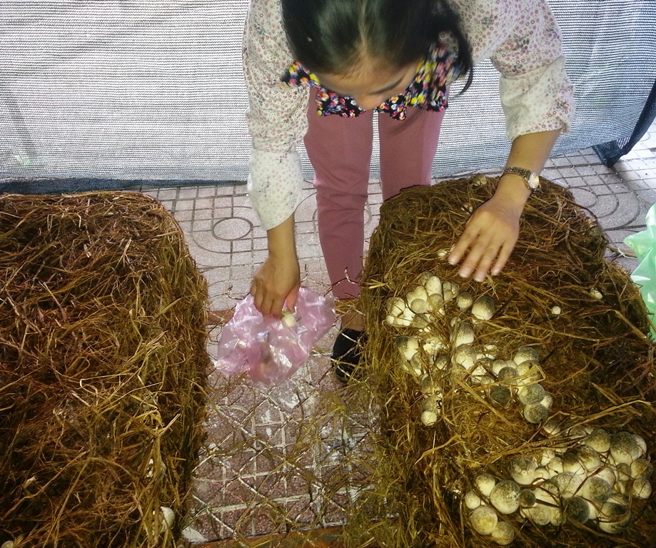 Kỹ thuật trồng nấm rơm trong nhà tại Nghệ An