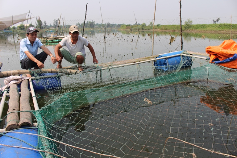 Quảng Trị: Mô hình nuôi cá chẽm trong lồng bè giúp ổn định kinh tế hộ gia đình