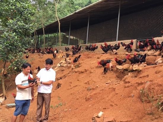 Yên Bái: Liên kết chăn nuôi gà với số lượng lớn