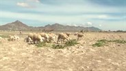 Giải pháp phát triển chăn nuôi dê, cừu bền vững thích ứng với biến đối khí hậu tại Ninh Thuận