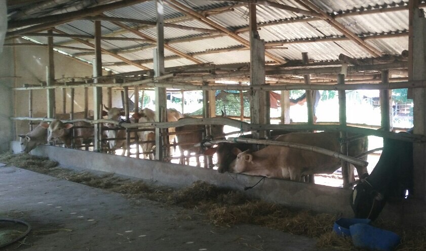Phú Yên: Mô hình chăn nuôi bò thịt vỗ béo lan tỏa mạnh mẽ