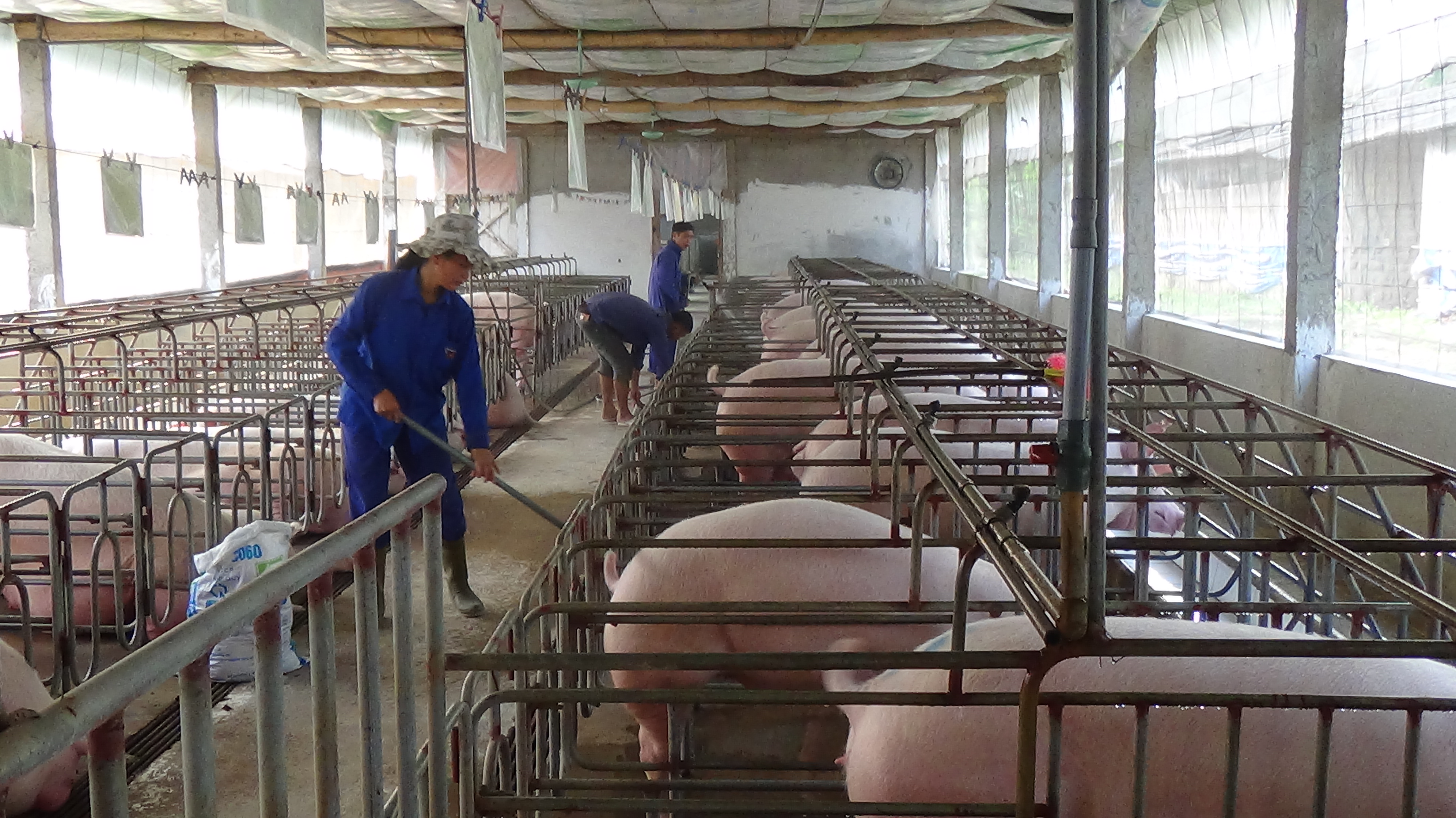 Hướng dẫn một số biện pháp khẩn cấp về quản lý giết mổ lợn, tiêu thụ sản phẩm từ lợn khi dịch tả lợn Châu Phi.
