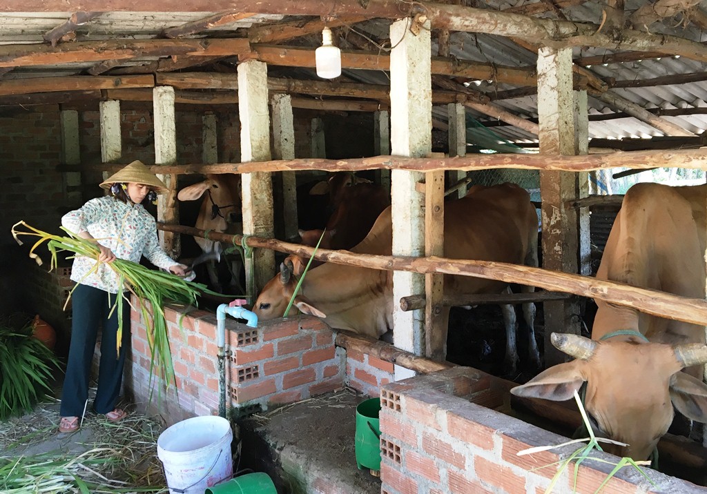 Bình Định: Làm giàu nhờ sự nhạy bén trong tư duy sản xuất