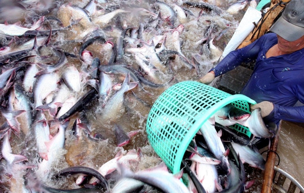 Triển vọng xuất khẩu cá tra sang thị trường Trung Quốc