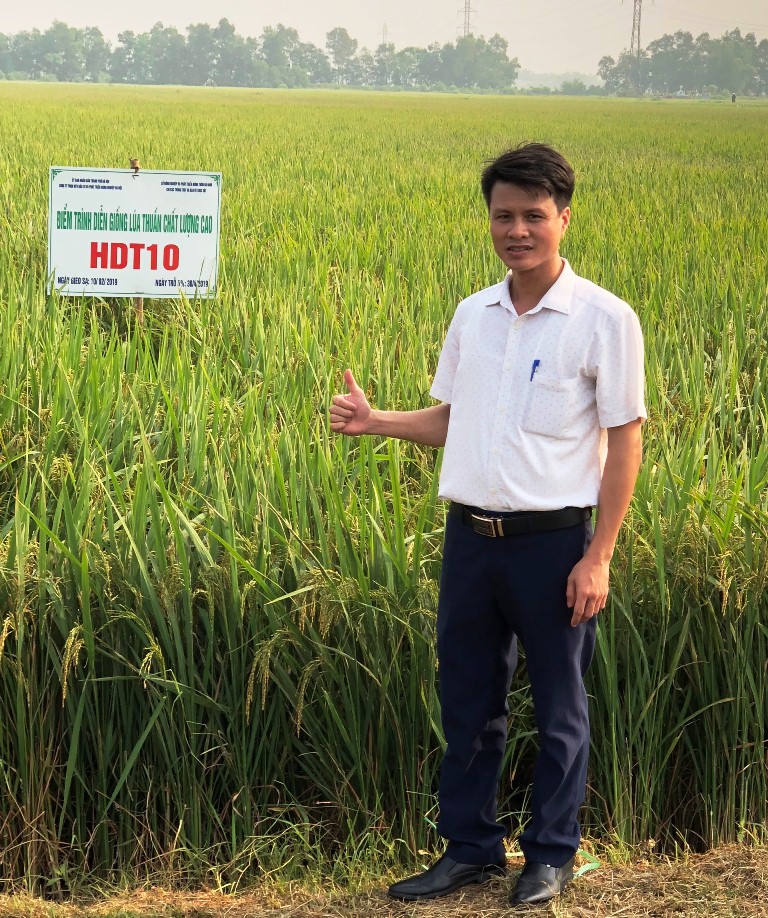 Hà Nam: Ứng dụng giống lúa thuần mới, chất lượng cao HDT10 gắn với thị trường tiêu thụ