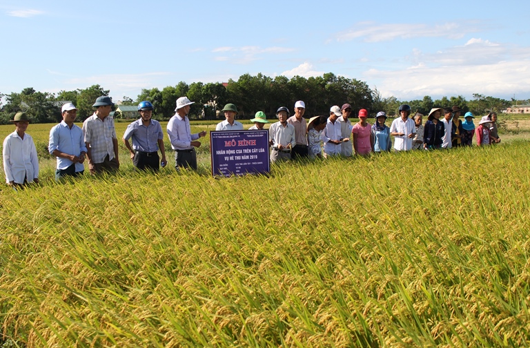 Quảng Trị: Hội nghị đầu bờ nhân rộng mô hình CSA thâm canh cây lúa vụ hè thu 2019