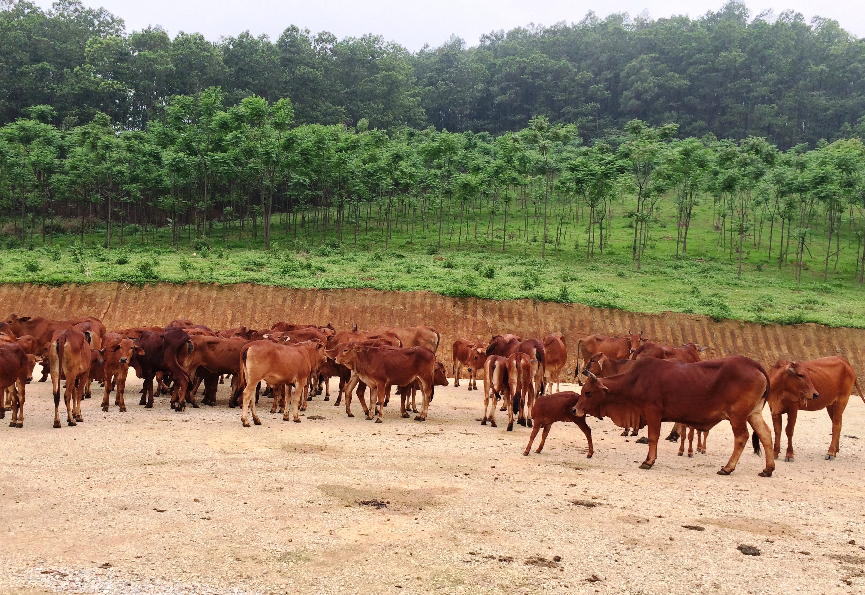 TTKNQG: Tăng cường các hoạt động thúc đẩy chăn nuôi gia súc giảm phát thải khí nhà kính