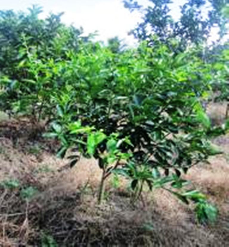 Kỹ thuật trồng chanh không hạt trên đất phèn Kỹ thuật trồng chanh không hạt trên đất phèn